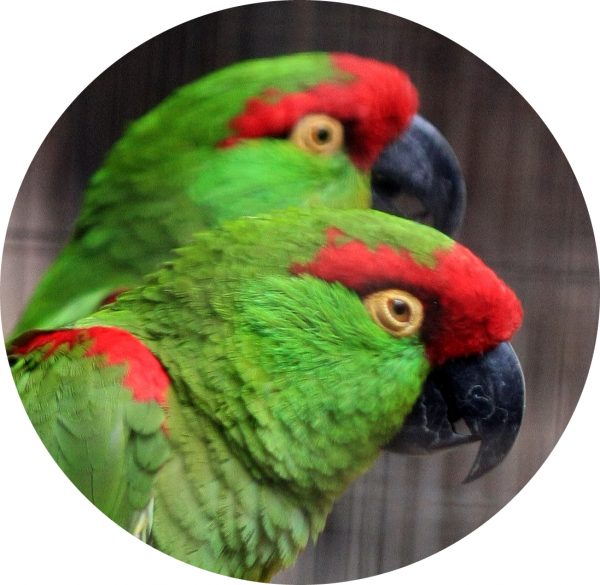 American Thick Billed Parrot