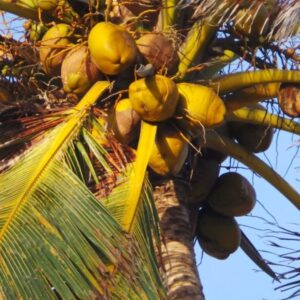 Palm Tree Seeds
