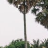 Palm Tree Single