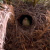 Nesting Parrot